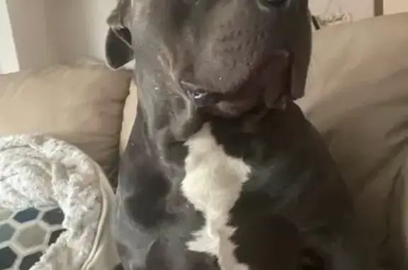 Lost Blue Bully: Friendly, Needs Heart Meds