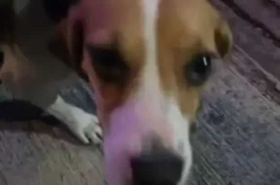 Animales encontrados Guadalupe, foto: Beagle hembra encontrada en Guadalupe