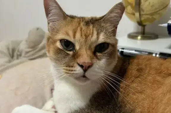 Lost Cat Chika in Bukit Batok Area