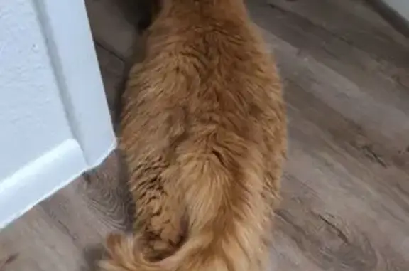 Lost Cat: Orange & White, Plum Tree Ln