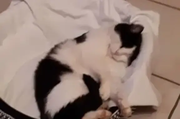 Chat perdu: Gribouille, noir et blanc, Villeneuve - photo