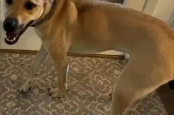 Lost Tan Dog: Shakopee Area - Help!