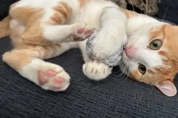 Lost Orange & White Cat in Waipahu