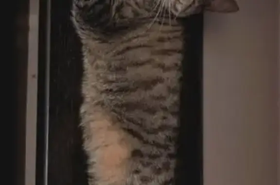 Lost Cat in Tigard: Help Bring Her Home!