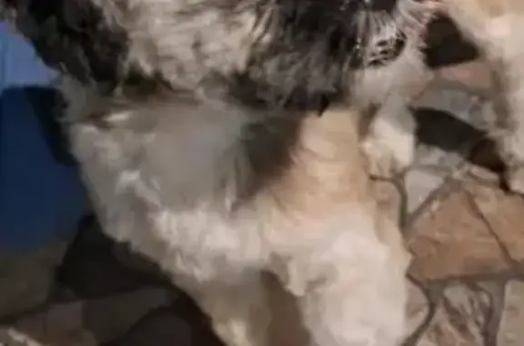 cachorro desaparecida