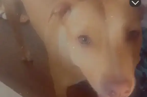 Lost Dog: Brown with White Chest Patch
