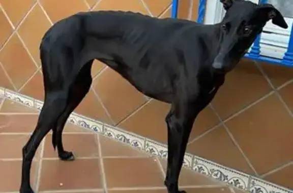 Perro Negro Perdido en Dos Hermanas