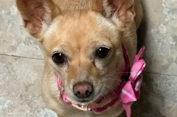 Heartbroken: Missing Tail-less Dog Winnie