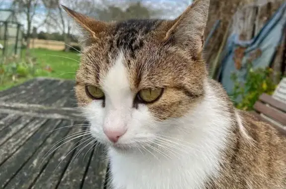 Chat trouvé , photo: Chatte blanche tigrée câline trouvée Barzun