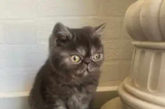 Missing cat , photo: Lost Exotic Shorthair Kitten: Otto