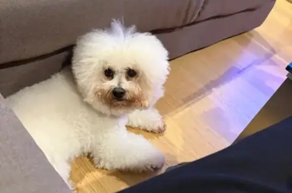 Lost pets Ryde, photo: Lost Bichon Frise on Cooney St, Ryde
