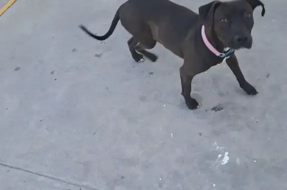 Animales encontrados , foto: Perro Encontrado: Café con Collar Rosa en Saltillo