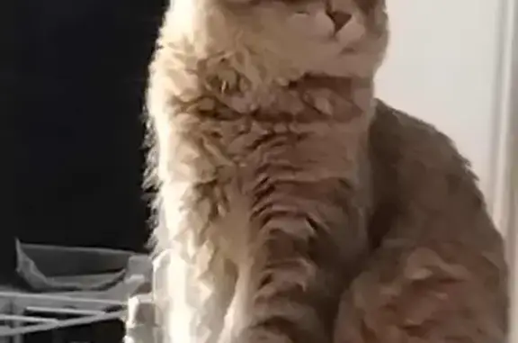 Chat perdu, , photo: Chat perdu à Lyon, Auvergne-Rhône-Alpes