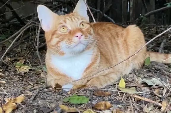 Ginger Tabby Lost in NW2 - Help Find!