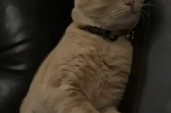 Lost pets , photo: Lost Orangy Cat on Welch Ave, Canterbury