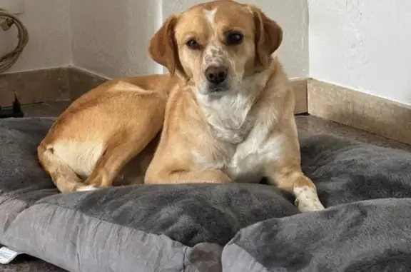 Perro Perdido en La Romana: Alegre y Asustadizo