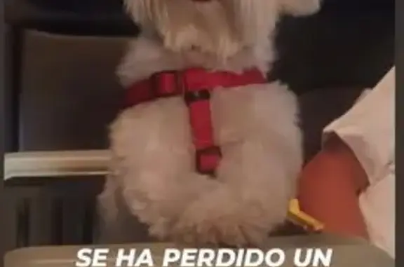 Perro Perdido en Miajadas: Bichón Maltés
