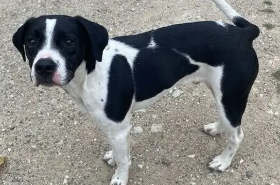 Animaux trouvés , photo: Chien trouvé à Saint-Christophe-en-Bazelle