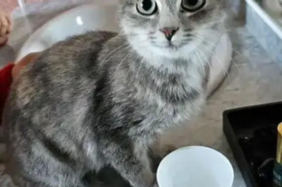 Chaton trouvé à Marpiré, femelle 3-4 mois - photo