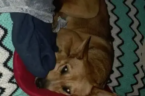 Missing dog Lenoir, photo: Lost Dog Lucy: Sweet, Friendly, and Missed