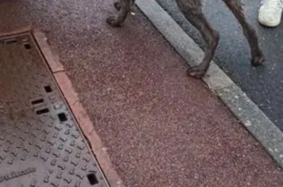Chien sociable trouvé à Cussay - photo