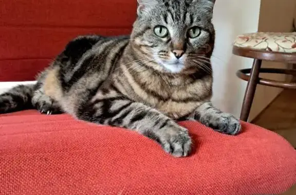 Chat perdu, , photo: Chatte perdue à Buléon, 14 ans, pucée
