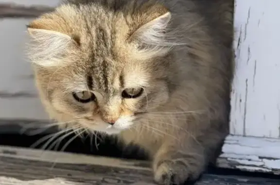 ¡Gato Scottish Perdido en Barcelona!