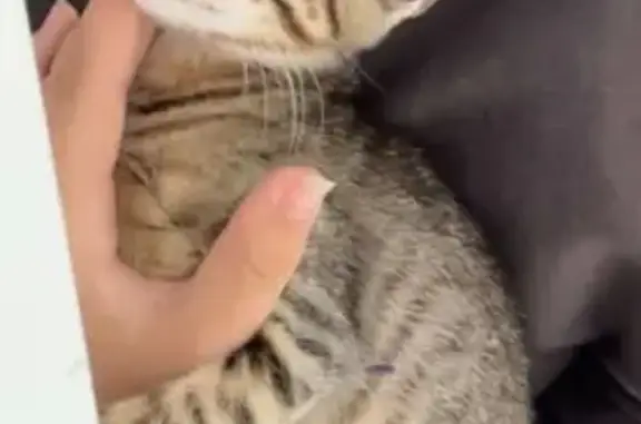 Chaton perdu à Montmorency cette nuit - photo