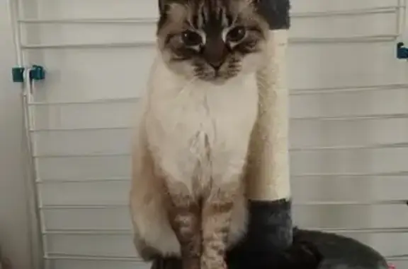 Animaux perdus , photo: Chatte perdue, seal point, yeux bleus