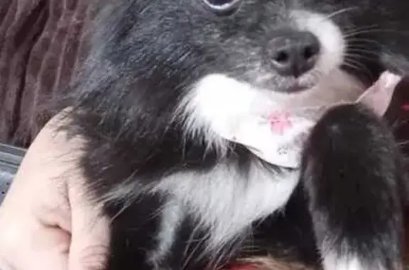 cachorro desaparecida