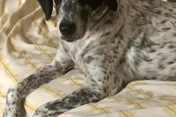 ¡Perro perdido en Chiclana: León, 12 años!