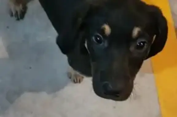 cachorro encontrada