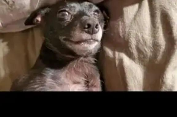 Missing dog Normal, photo: Lost Dachshund-Chihuahua Mix in Normal