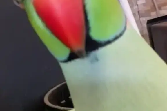 Lost Parrot: Green, Talks & Whistles!