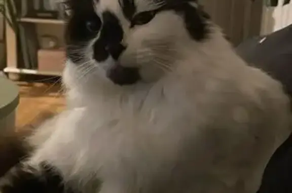 Friendly Black & White Cat Fou...