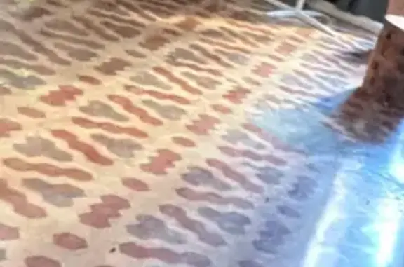 Perro perdido: Justo, pequeño y asustadizo