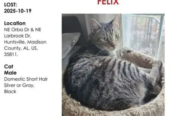 Lost Tabby: Felix with Unique Collar!