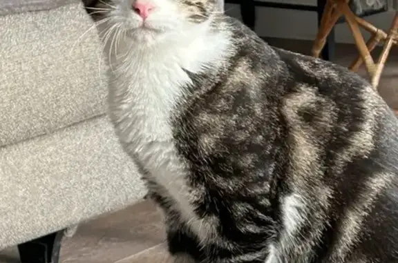 Chat perdu : Moka, blanc et tigré, Geneston - photo