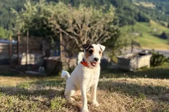 Chien perdu à Manigod, pucé. - photo
