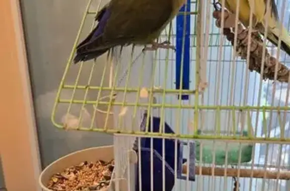 Agapornis encontrado en Chicla...
