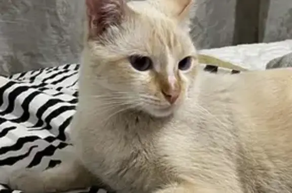 gato desaparecida