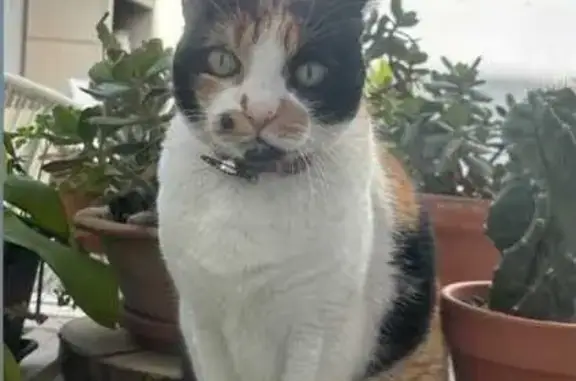 Gata Tricolor Perdida en Churriana de la Vega
