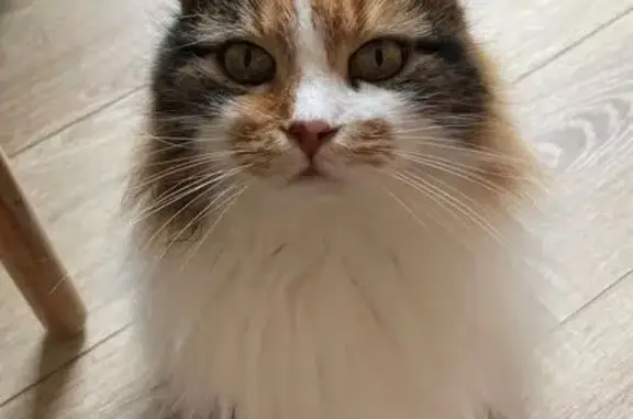 Chatte écaille 12 ans perdue, St-Sébastien - photo