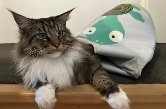 Animaux perdus Cahors, photo: Chat Maine Coon perdu à Cahors