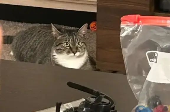 Lost Brown Tabby Cat on Zierdt Road