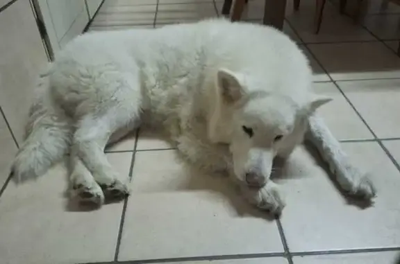 Lost Dogs: White & Labrador in Cape Town