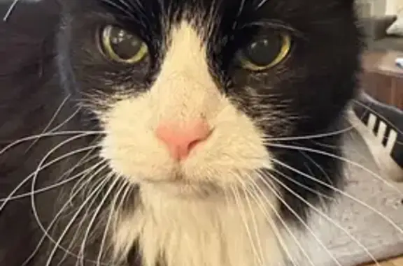 Lost: Sweet Black Cat Izzy, Helsabeck Rd