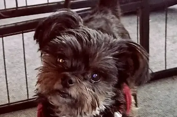 Lost Yorkshire Terrier Mix in Orlando
