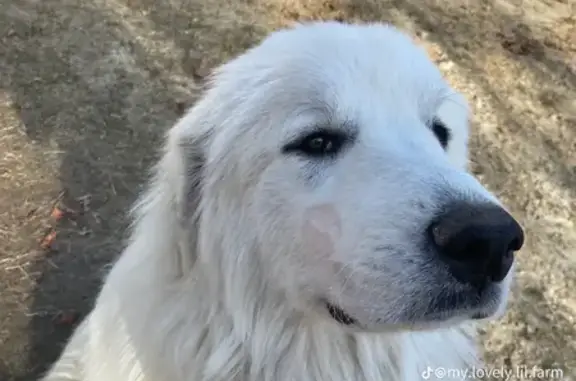 Lost: Fluffy White Dog, Red Collar, Torry Ave