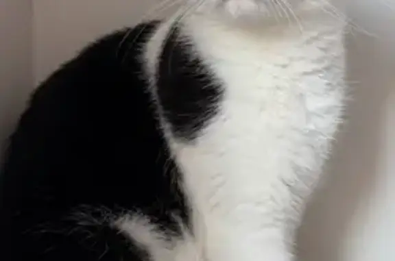 Animaux perdus Roissy-en-Brie, photo: Chipie, chatte perdue à Roissy-en-Brie